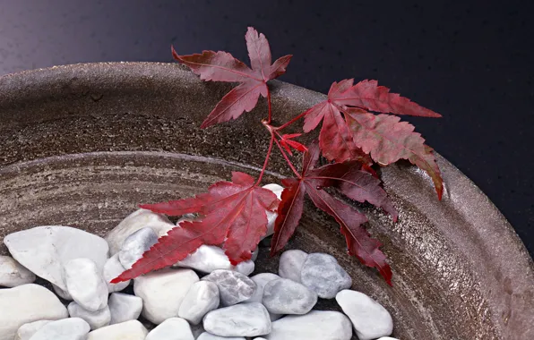 Picture Leaves, Stones, Vase