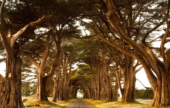 Road, trees, landscape