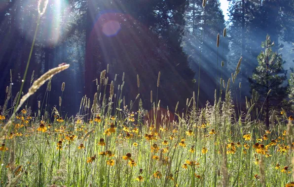 Picture forest, grass, rays, light, flowers, nature, glare, morning