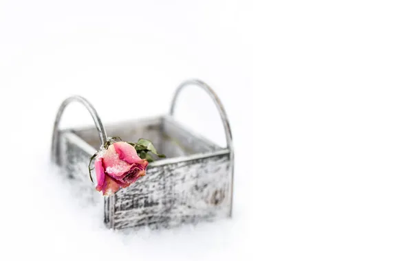 Flowers, background, roses