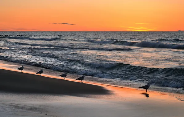 Sea, sunset, birds