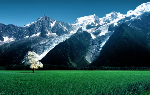 Greens, field, grass, mountains, tree, rocks, glacier, Alps