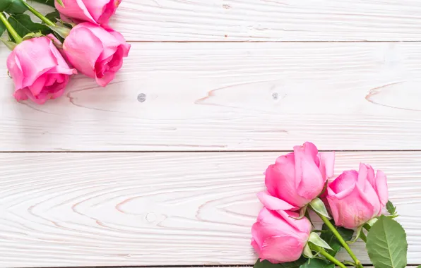 Picture white, background, roses, buds