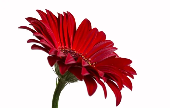 Macro, flowers, white background, gerbera, gerbera red