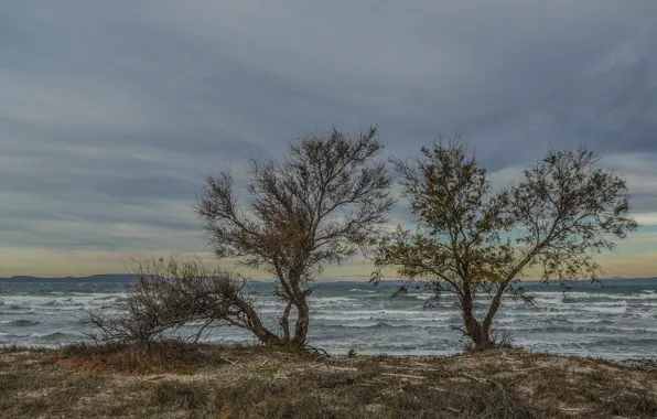 Picture sea, trees, landscape, clouds, shore
