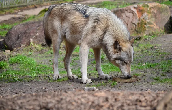 Nature, snow, predator, face, animal, wolf, wildlife, portrait
