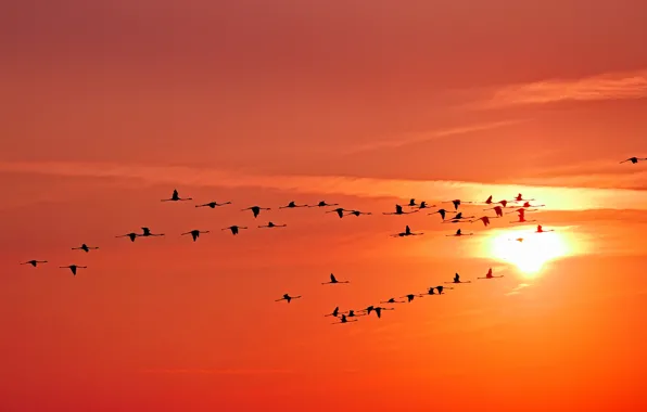 The sky, the sun, clouds, sunset, birds, cranes