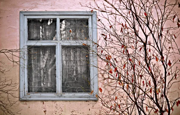 House, Bush, window