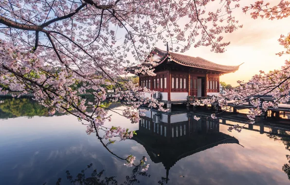 Flowers, branches, lake, house, reflection, the building, spring, Sakura