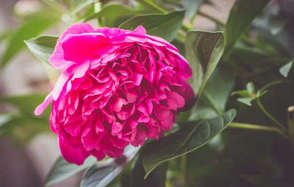 Picture flower, petals, peony