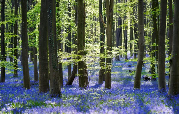Greens, forest, light, trees, flowers, freshness, branches, nature