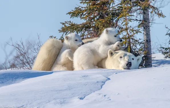 Picture winter, animals, snow, nature, predators, bears, bears, bear