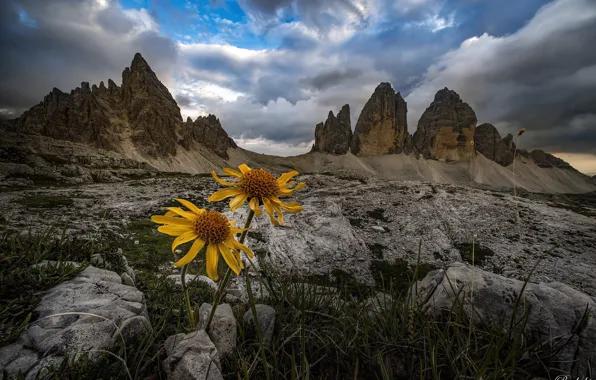 Grass, clouds, landscape, flowers, mountains, nature, stones, Italy