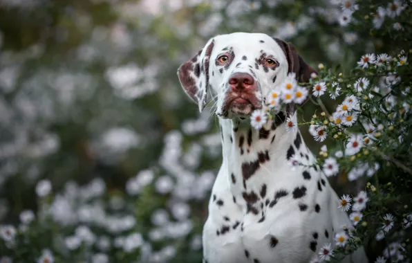 Picture summer, look, face, flowers, nature, background, portrait, dog