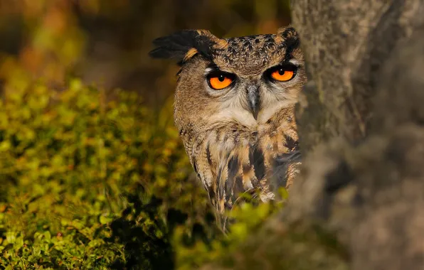 Picture greens, look, leaves, trees, nature, background, owl, bird