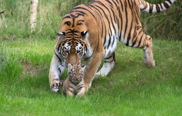 Grass, tigress, tiger