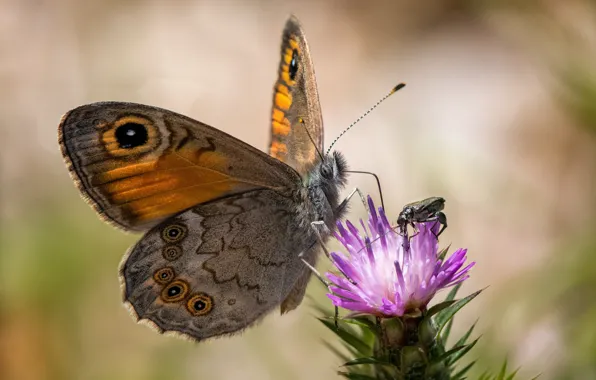 Flowers, butterfly, beetle, bokeh, burgaska large