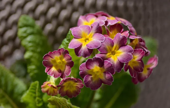 Picture leaves, macro, flowers, petals, flowering, bokeh, pots, Primula