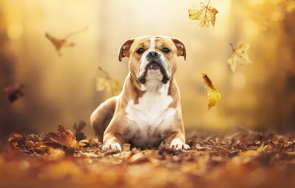 Picture autumn, look, face, leaves, dog, American bulldog