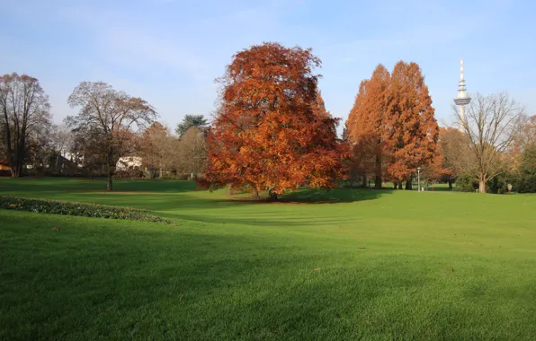 Field, Autumn, Trees, Fall, Autumn, Colors, Field, Trees