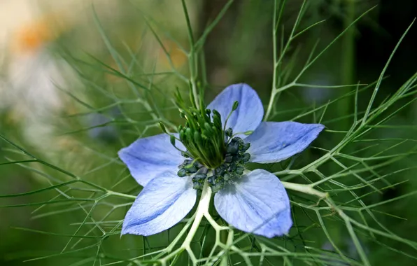 MACRO, BLUE, PISTIL, STAMENS, NIGELLA, LEPESTKI