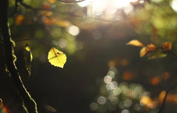 Picture leaves, light, nature