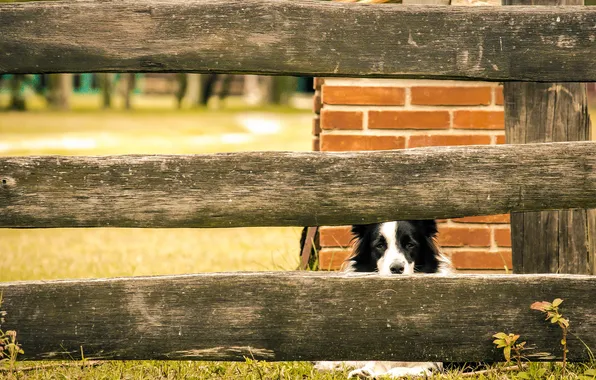 Field, grass, eyes, the fence, dog