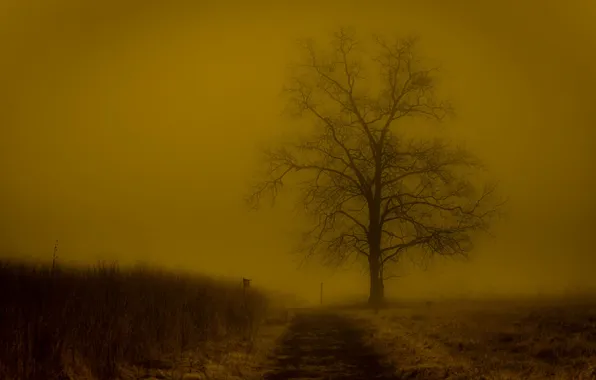 Picture frost, field, fog, tree, the evening