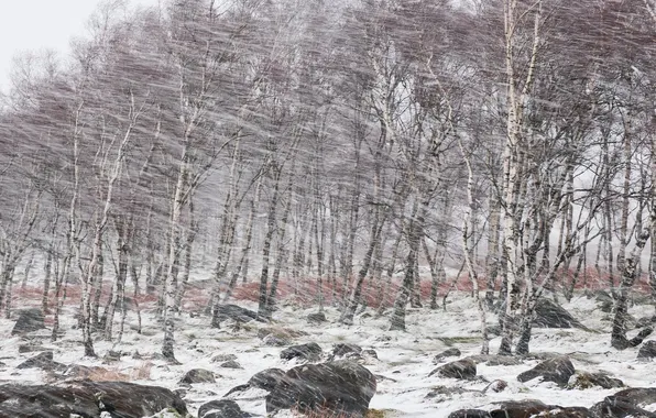 Winter, snow, Blizzard, birch