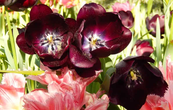 Grass, flowers, widescreen, Wallpaper, Tulip, spring, tulips, wallpaper