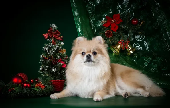 Picture tree, new year, Spitz