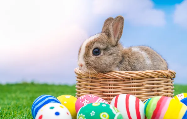 Picture holiday, basket, rabbit, Easter, eggs dyed