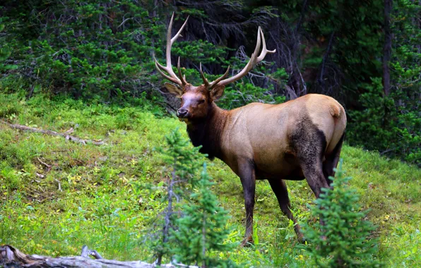 Picture greens, forest, look, nature, pose, deer, horns