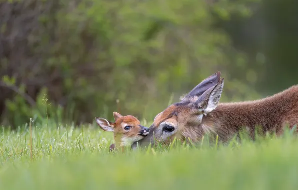 Glade, deer, fawn, mom, DOE