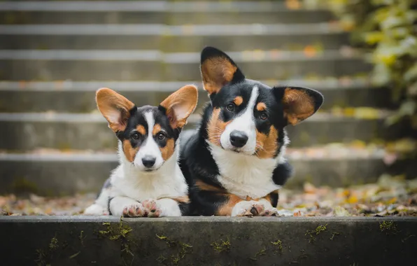 Autumn, dogs, look, nature, pose, foliage, portrait, ladder