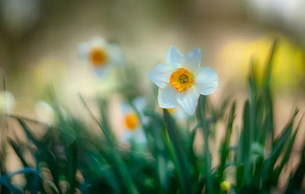 White, leaves, light, flowers, blur, spring, haze, blur
