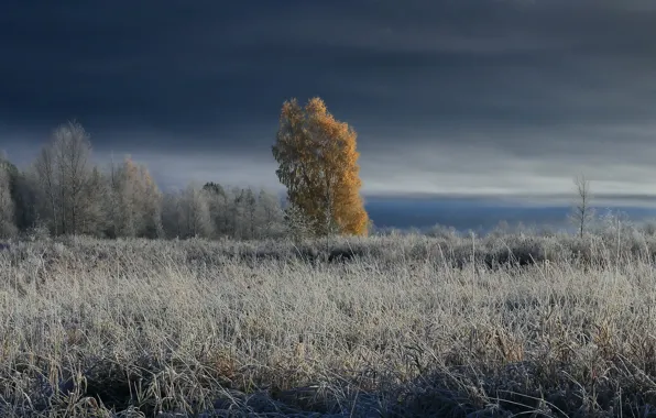 Picture winter, field, trees, fog