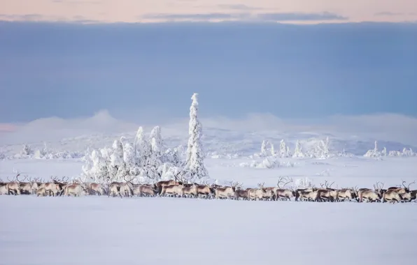 Winter, snow, deer