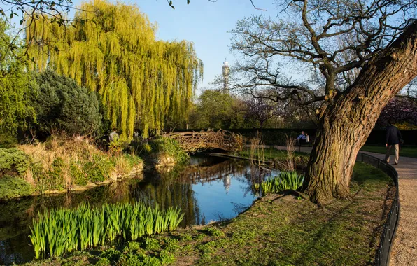 Picture grass, trees, pond, Park, England, London, track, the bridge