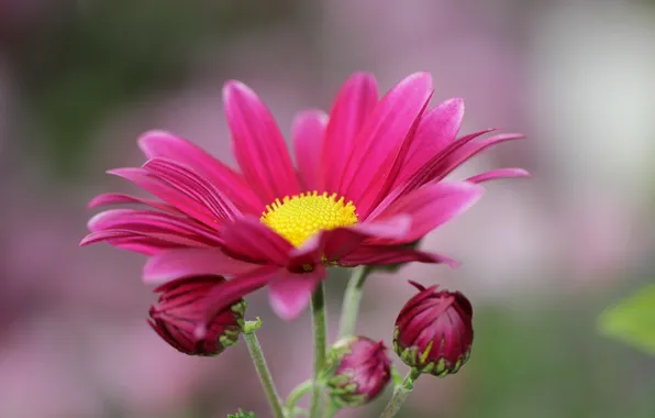 Picture flower, red, buds, chrysanthemum