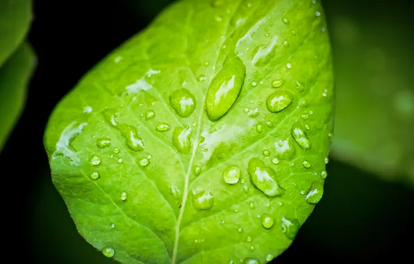 Water, drops, macro, green, leaf