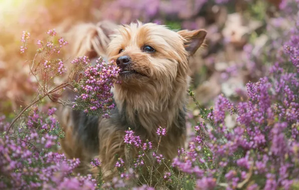 Picture dog, Yorkshire Terrier, York, Heather