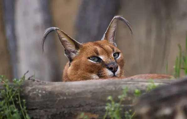 Picture muzzle, ears, Caracal, looking into the soul