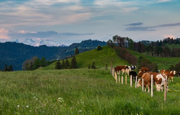 Greens, field, forest, summer, the sky, clouds, trees, mountains