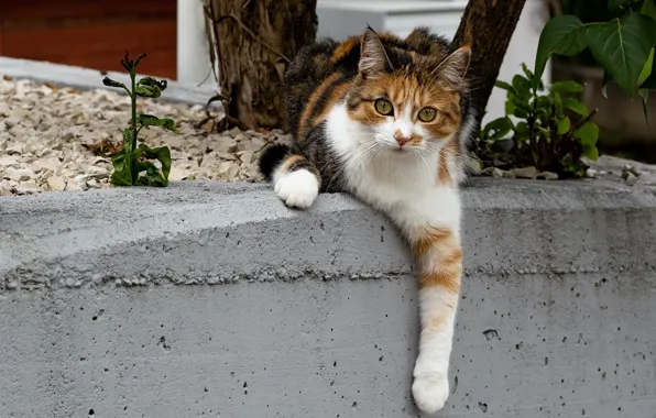Picture cat, look, face, trees, nature, pose, legs, paws