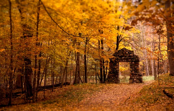 Autumn, forest, leaves, trees, arch