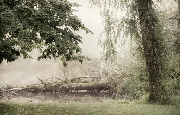 Picture autumn, forest, fog