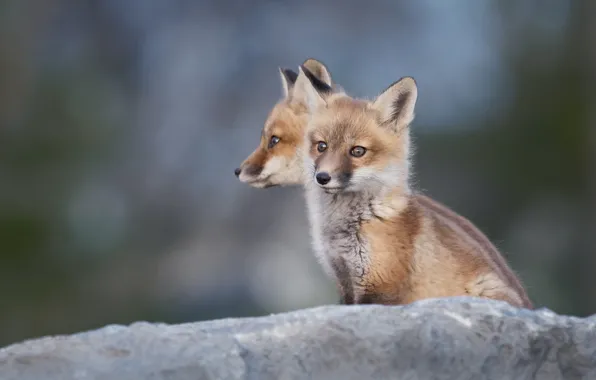 Stone, Fox, a couple, sitting, cubs, two Fox