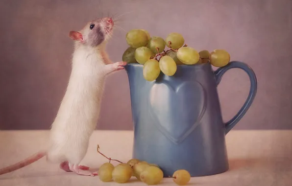 Mouse, grapes, mug