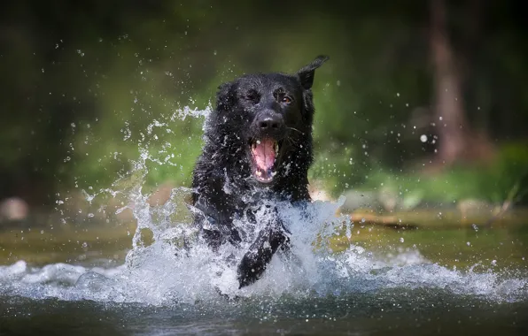 Water, joy, squirt, dog, German shepherd